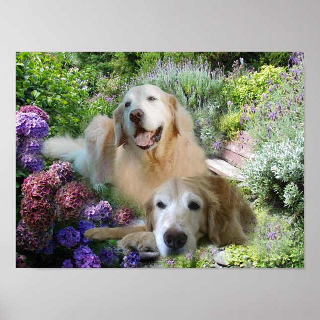 Poster des Golden Buddies (Devant)
