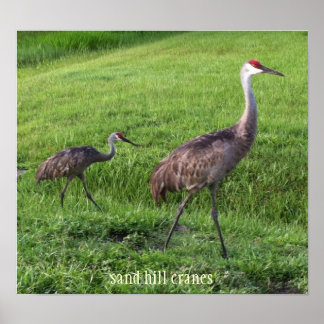Poster des grues de Sand Hill