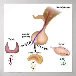 Poster des haches hypophysaires hypothalamiques