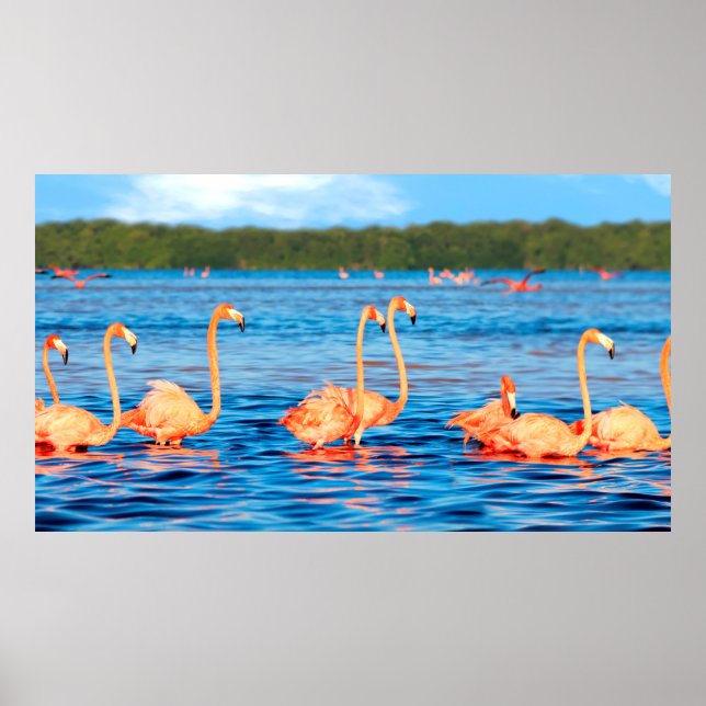 Poster Des hordes de beaux flamants roses dans les Celest (Devant)