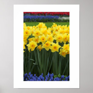 Poster des jonquilles