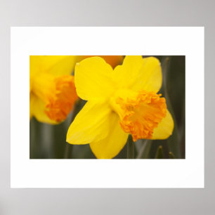 Poster des jonquilles