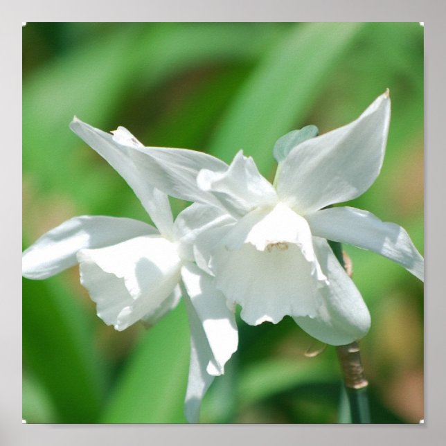 Poster des jonquilles de petite taille (Devant)