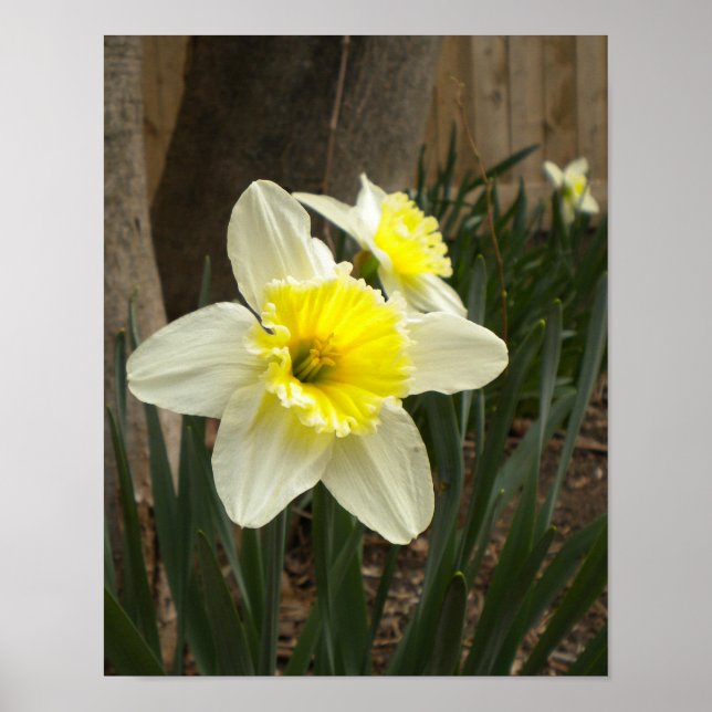 Poster des jonquilles de printemps (Devant)