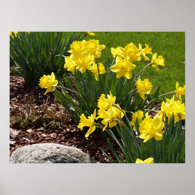 Poster des jonquilles jaunes (Devant)