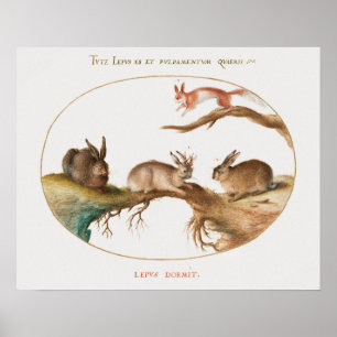 Poster des lapins mignons
