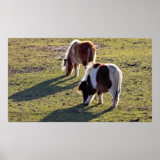 Poster des Mini Chevaux (Devant)