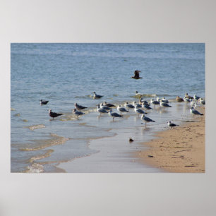 Poster des mouettes sur la plage