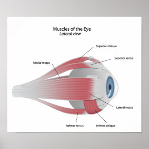 Poster des Muscles des yeux