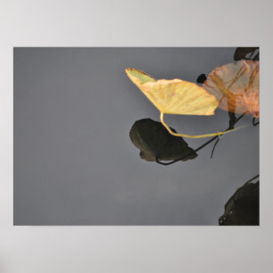 Poster des nénuphars