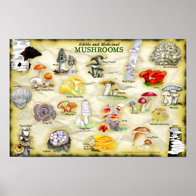 Poster des noms communs 18x12 Champignons (Devant)