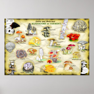 Poster des noms communs 18x12 Champignons du Vermo