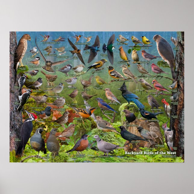 Poster des oiseaux jardins de l'Ouest (Devant)