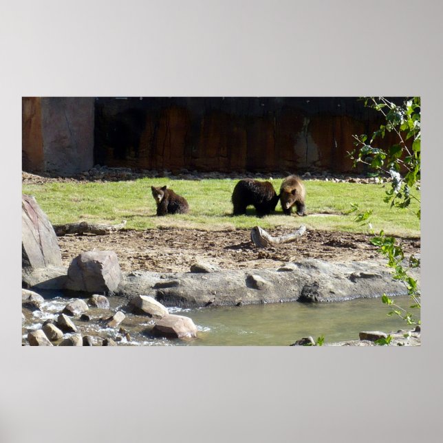 Poster des ours grizzlis (Devant)