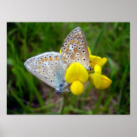 Poster des papillons bleus communs