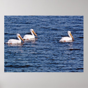 Poster des pélicans blancs