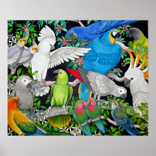 Poster des perroquets du monde