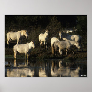 Poster Des Pies De Camargue En Herd Se Trouvant Dans L'Ea