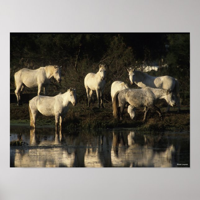 Poster Des Pies De Camargue En Herd Se Trouvant Dans L'Ea (Devant)
