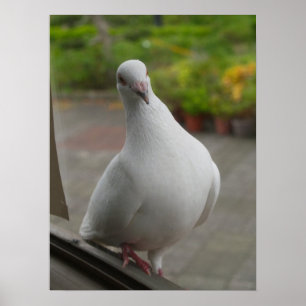 Poster des pigeons blancs