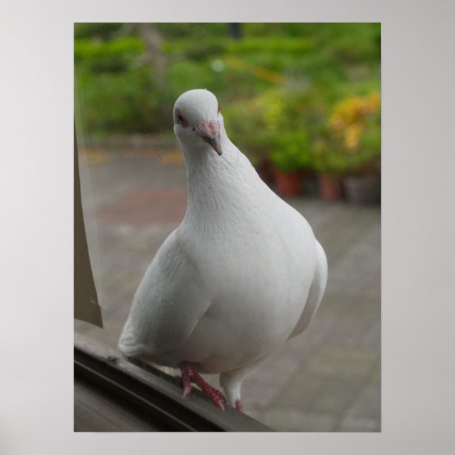Poster des pigeons blancs (Devant)