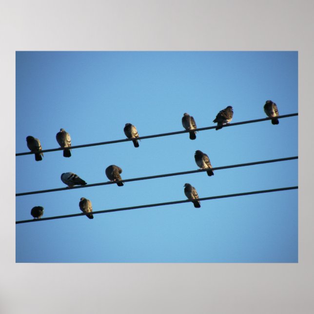 Poster Des pigeons sur une ligne électrique (Devant)