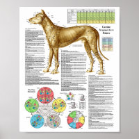Poster des points d'acupuncture de chien