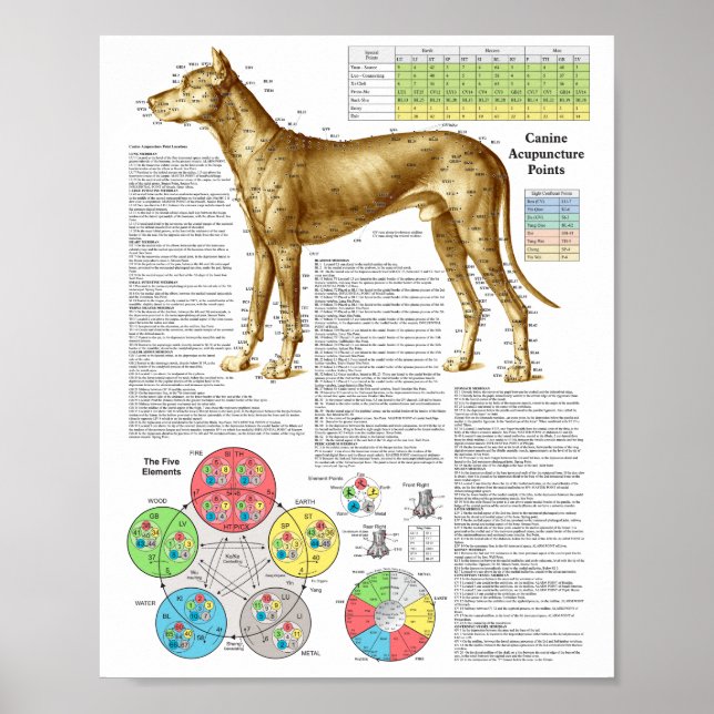 Poster des points d'acupuncture de chien (Devant)