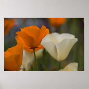 Poster des Poppies de Californie