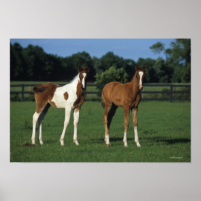 Poster Des poulains arabes debout dans le champ de Grassy (Devant)