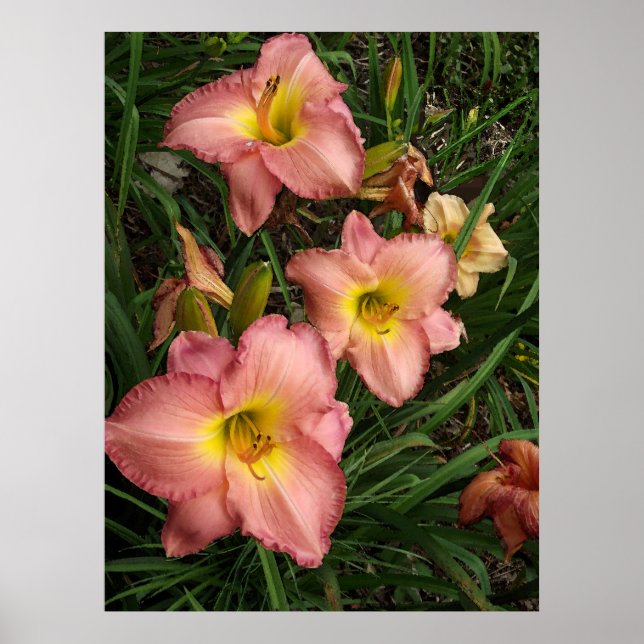 Poster des quotidiens roses (Devant)
