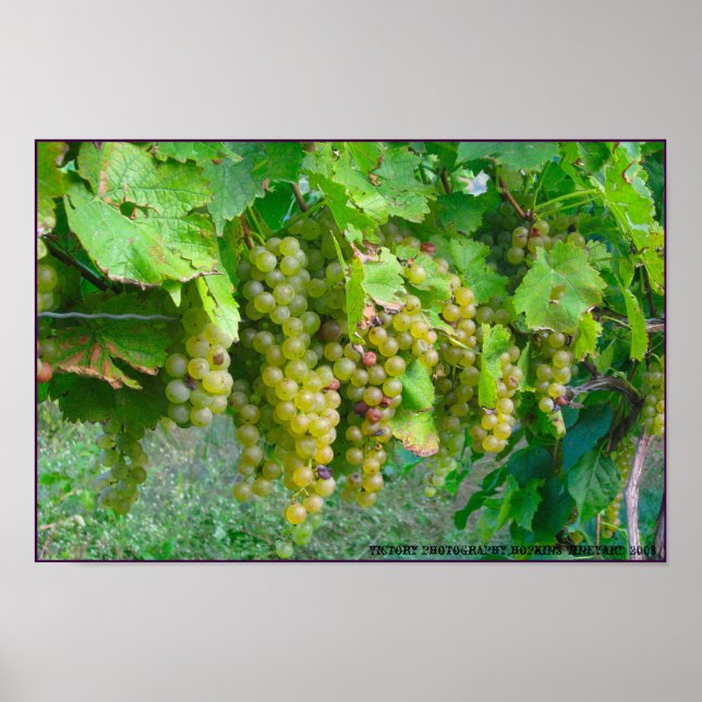 Poster des raisins de vignoble (Devant)