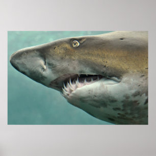 Poster des rangées de dents de requin