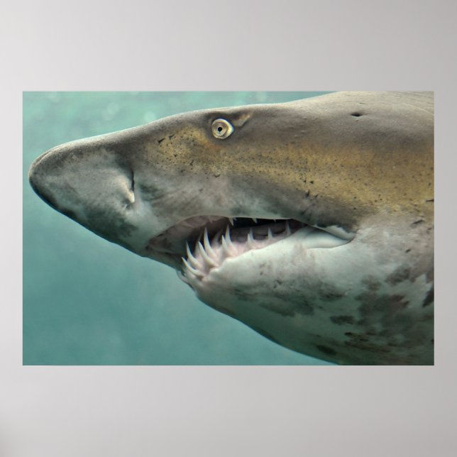 Poster des rangées de dents de requin (Devant)