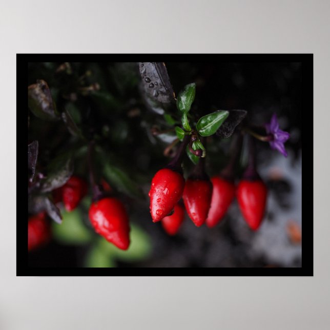 Poster Des Red Hot Garden Salsa Chili Peppers. (Devant)