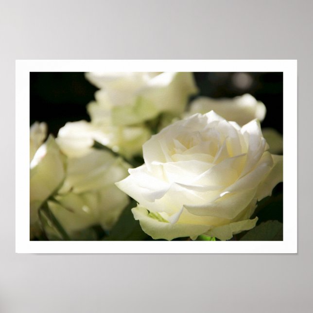 Poster des Roses Blanches (Devant)