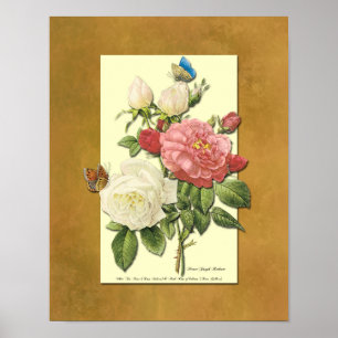 Poster des Roses botaniques rouges et blancs Faux 