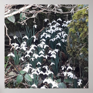 Poster des Snowdrops de printemps