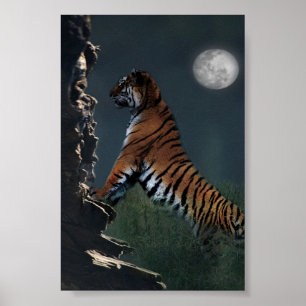 Poster Des tigres grimpent à l'affiche