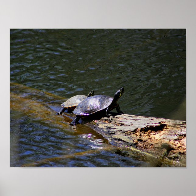 Poster des tortues (Devant)