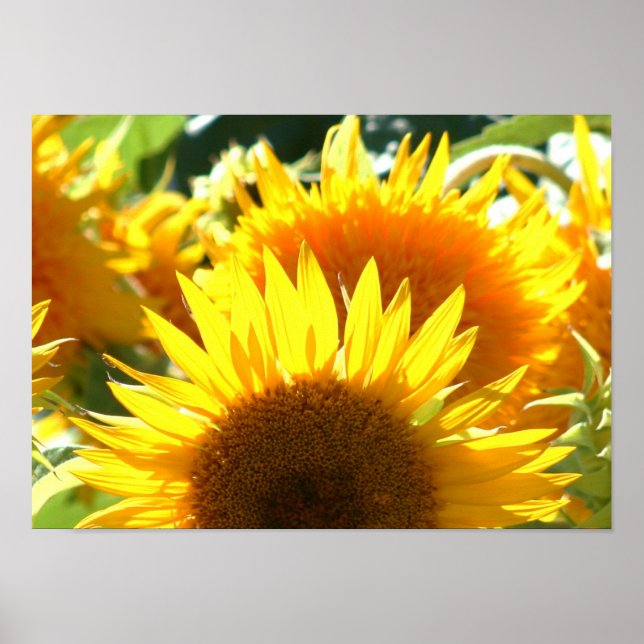 Poster des tournesols (Devant)