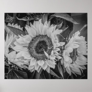 Poster des tournesols/Imprimer