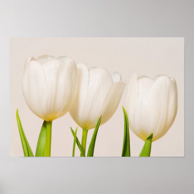 Poster Des tulipes blanches contre un arrière - plan blan (Devant)