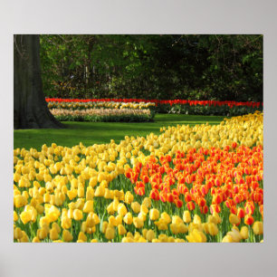 Poster des Tulipes du jardin