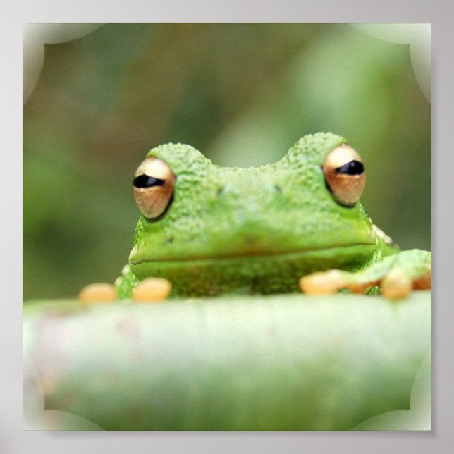 Poster des yeux de grenouille (Devant)