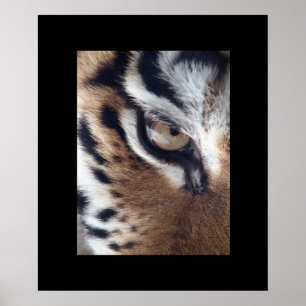 Poster des yeux de tigre