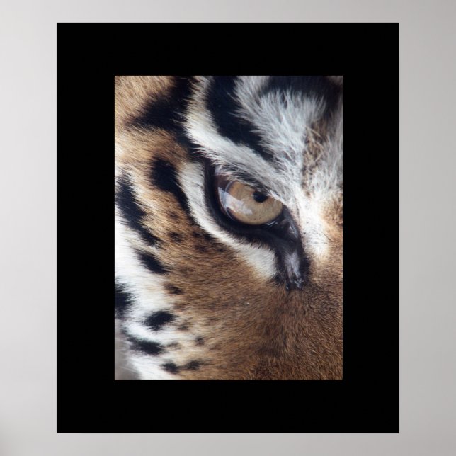 Poster des yeux de tigre (Devant)