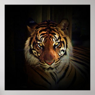 Poster des yeux de tigres - Imprimantes d'art de l