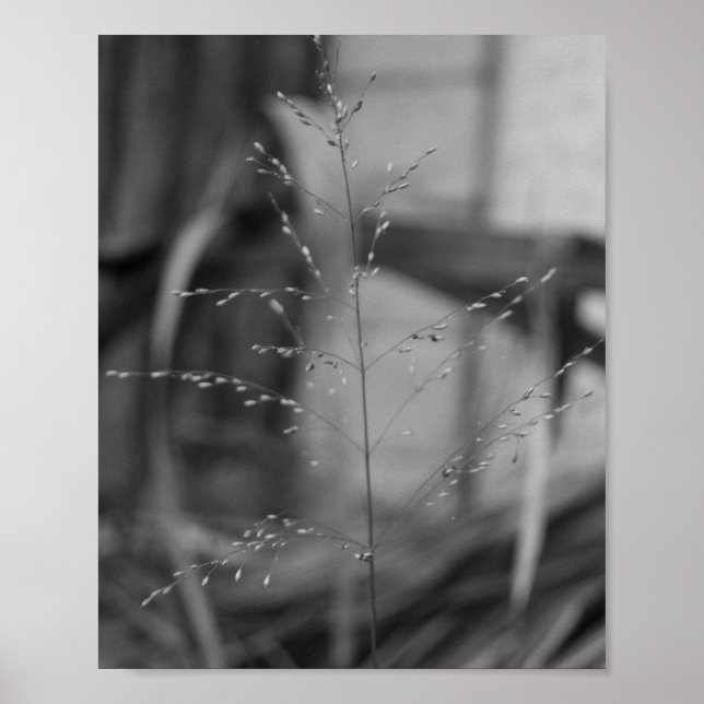 Poster Deschampsia flexuosa (Devant)