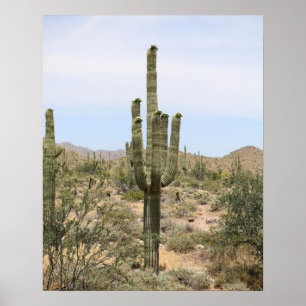 Poster Desert Cactus 16x20 Imprimer Mur Art Décor